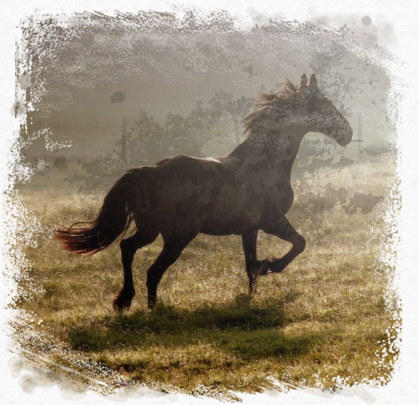 home_horse_pic1