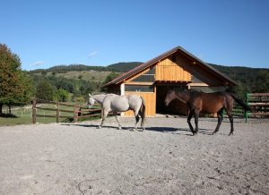 Hlev in dva jahalna konja